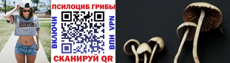 Галлюциногенные грибы GOLDEN TEACHER Дубовка